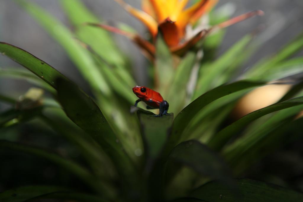 Befox Adventure Hotel La Fortuna Eksteriør billede