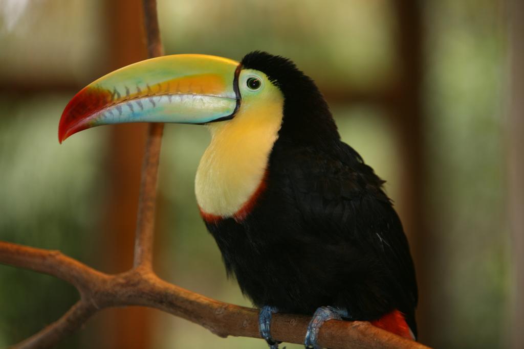Befox Adventure Hotel La Fortuna Eksteriør billede